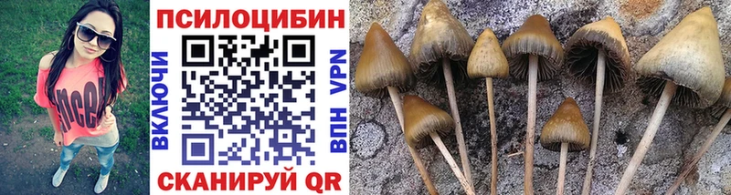 где купить наркоту  Петровск-Забайкальский  Псилоцибиновые грибы MAGIC MUSHROOMS 